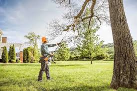 Best Tree Removal  in Nokomis, FL