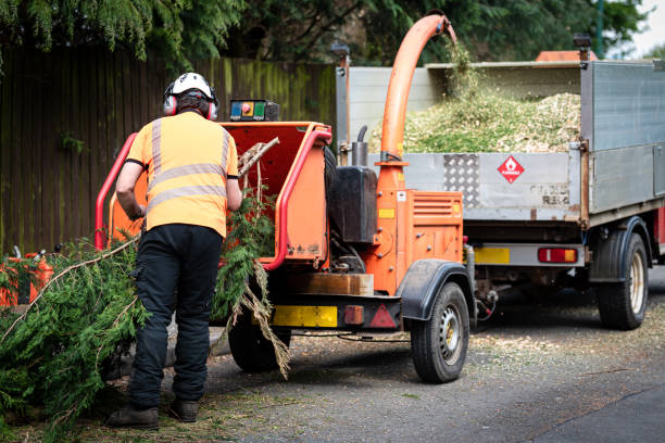 How Our Tree Care Process Works  in  Nokomis, FL